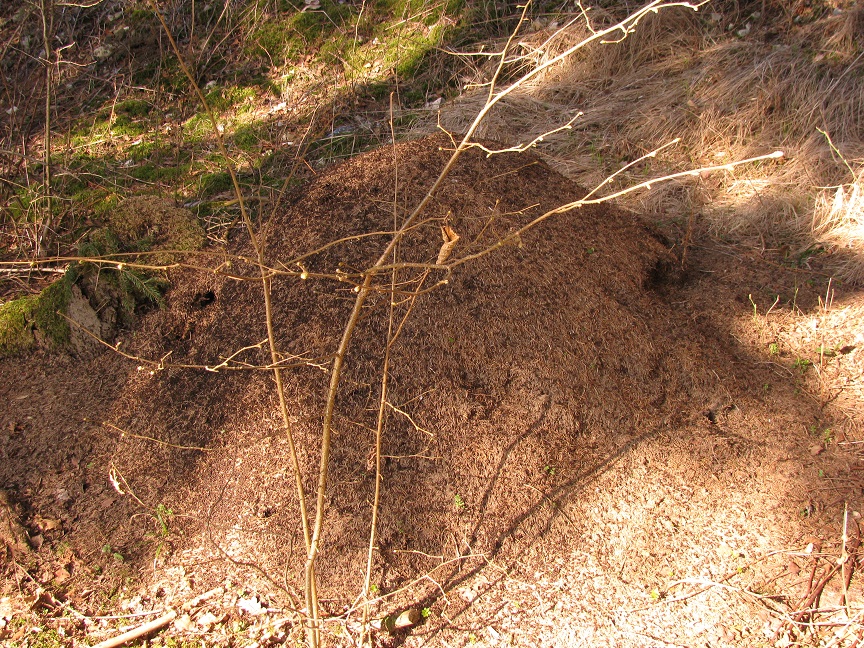 Ameisenhaufen im Wald