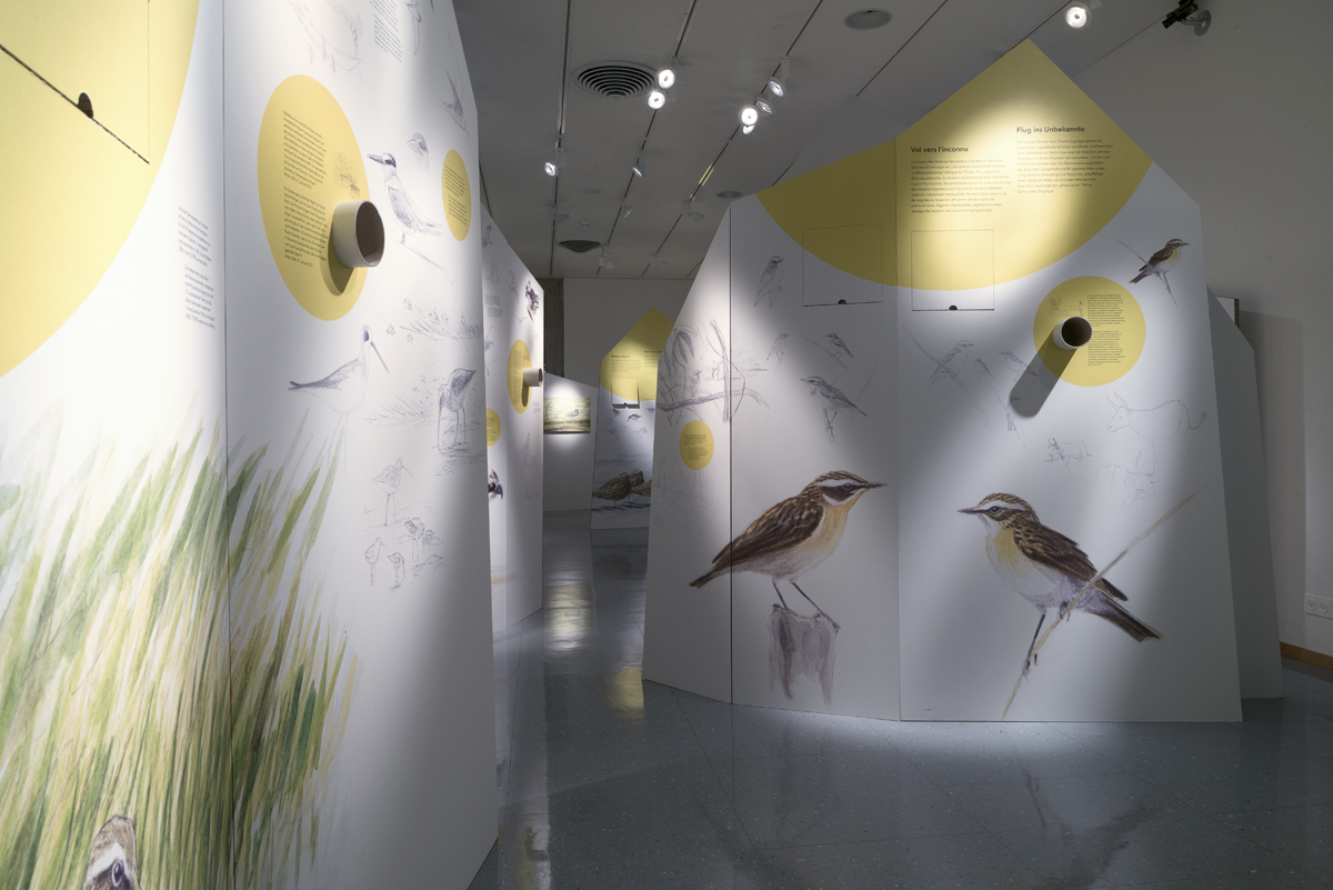 Oiseaux migrateurs - exposition