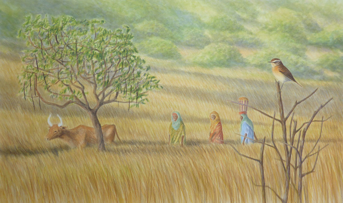 Tarier des prés, Guinée, janvier 2014