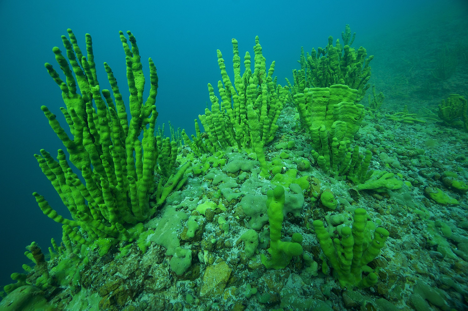 Lubomirskia baikalensis, une espèce d’éponge endémique du Lac Baïkal (Patrimoine mondial de l’UNESCO). Irkutsk Oblast et Buryat Republic, Sibérie, Russie. Mai 2015