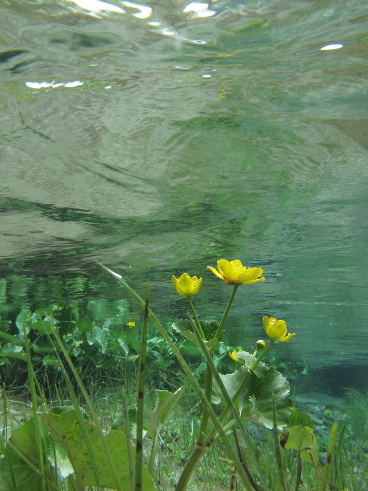Flora aquatica