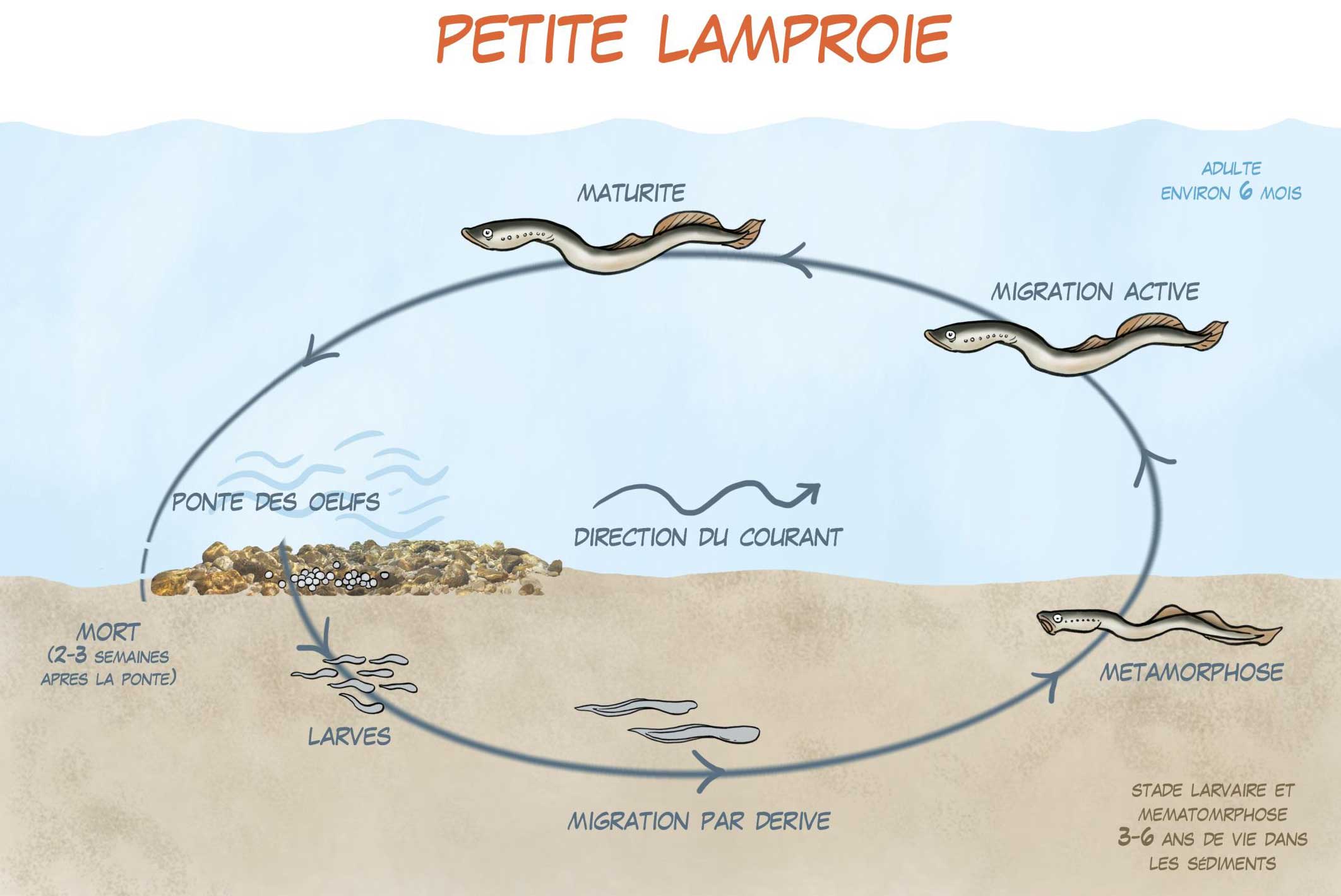 Le cycle de vie de la petite lamproie