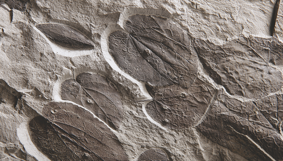 Feuilles d'arbres au caramel fossilisées (Cercidiphyllum crenatum)