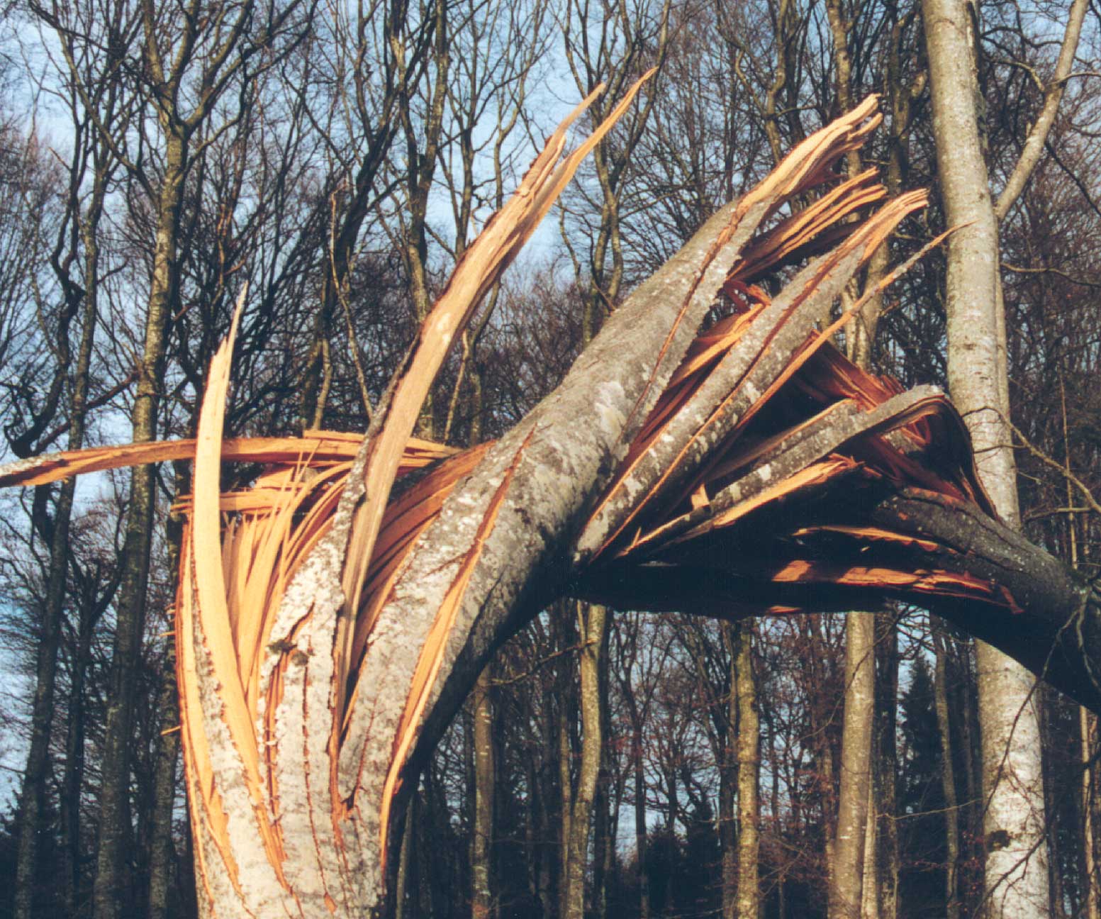 Von Lothar zerbrochener Baum