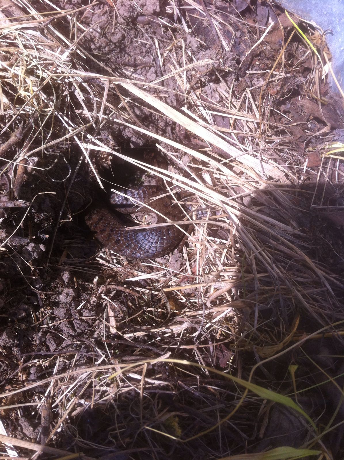 Schlingnatter in Villars-sur-Glâne