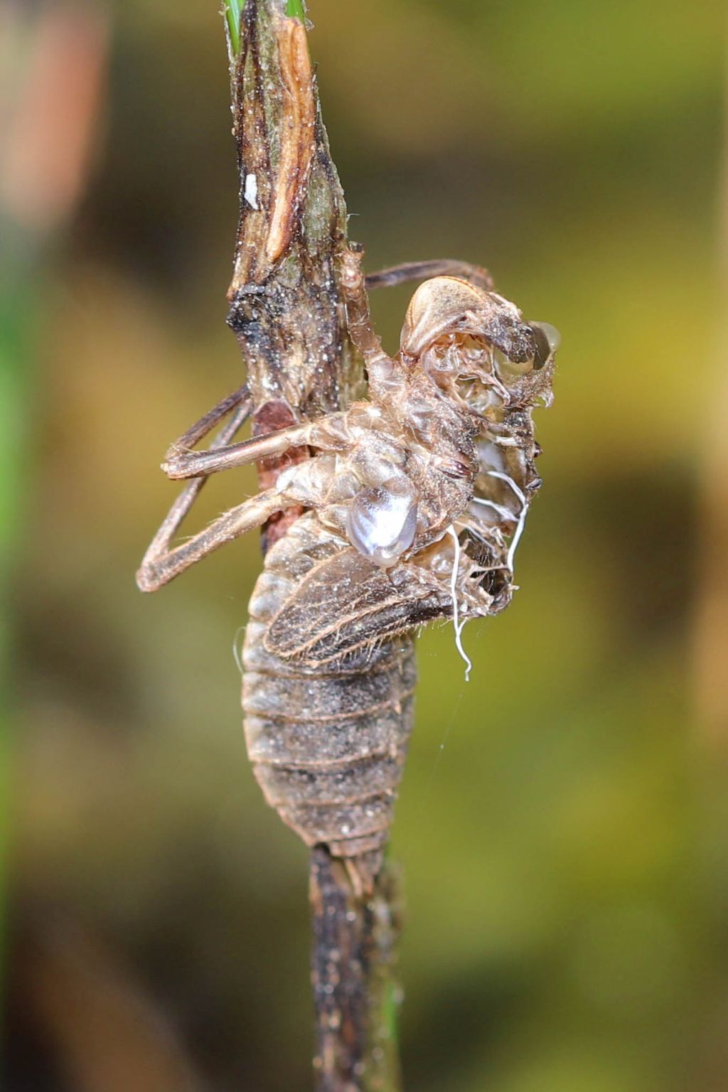 Exuvie d'une libellule à quatre tache (Libellula quadrimaculata)