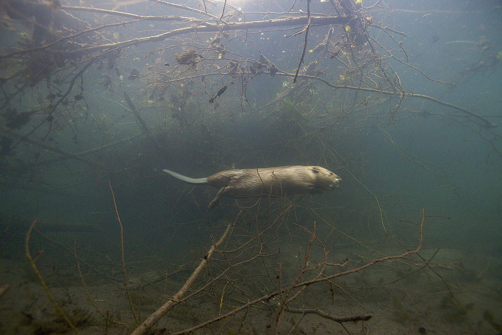 Castor commun (Castor fiber)