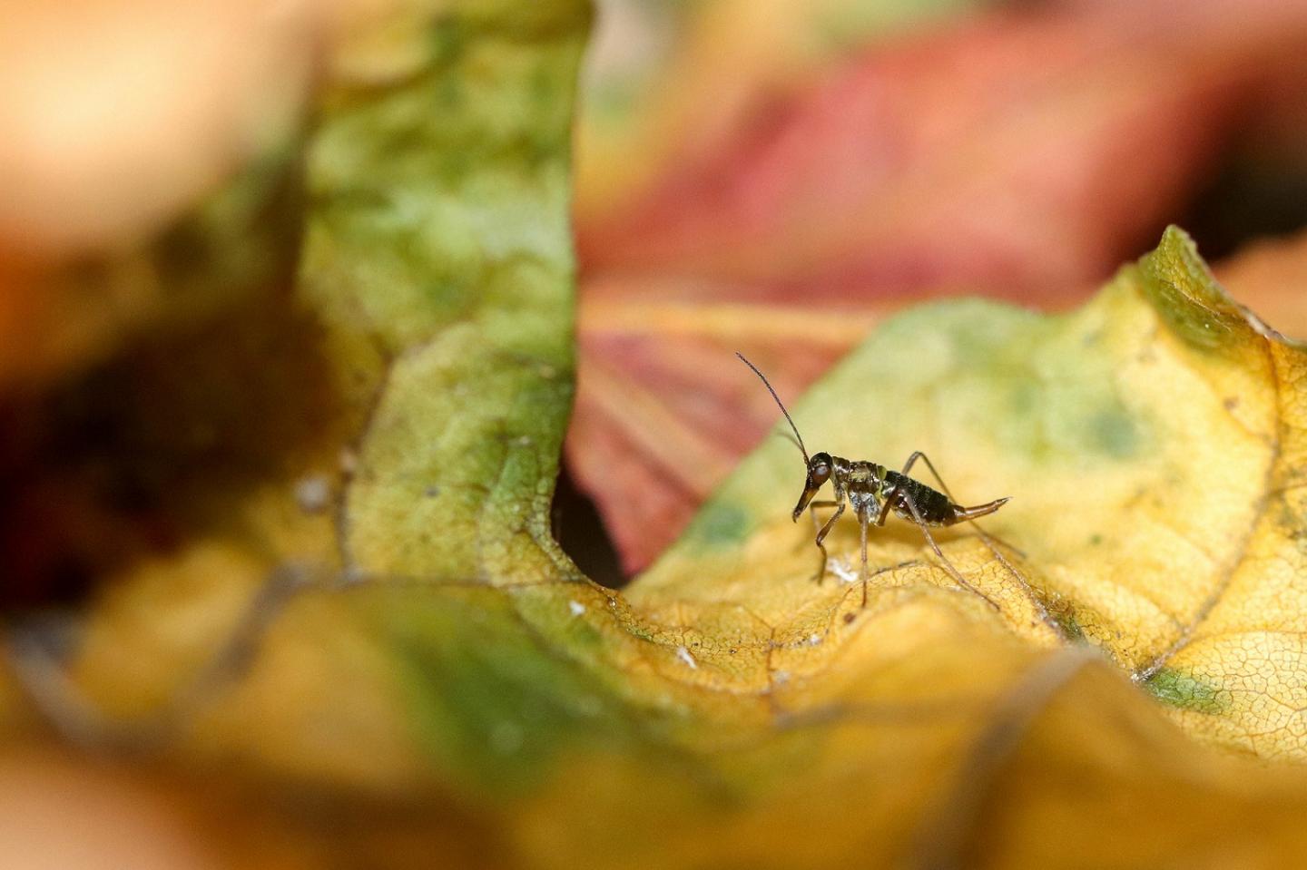 Schneefloh-Weibchen (Boreus sp.) 