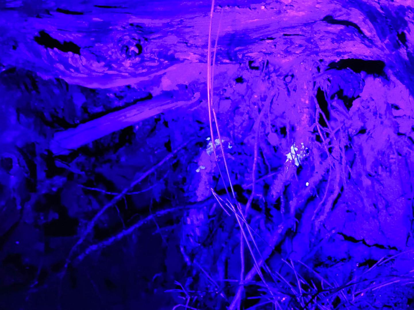 Lichens fluorescents sur des racines