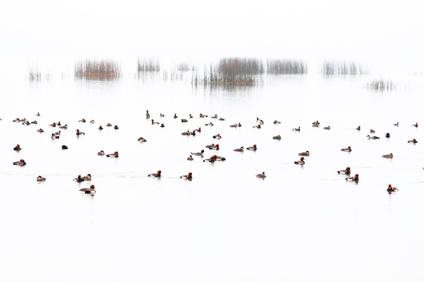 Nettes rousses en hivernage sur le lac de Neuchâtel
