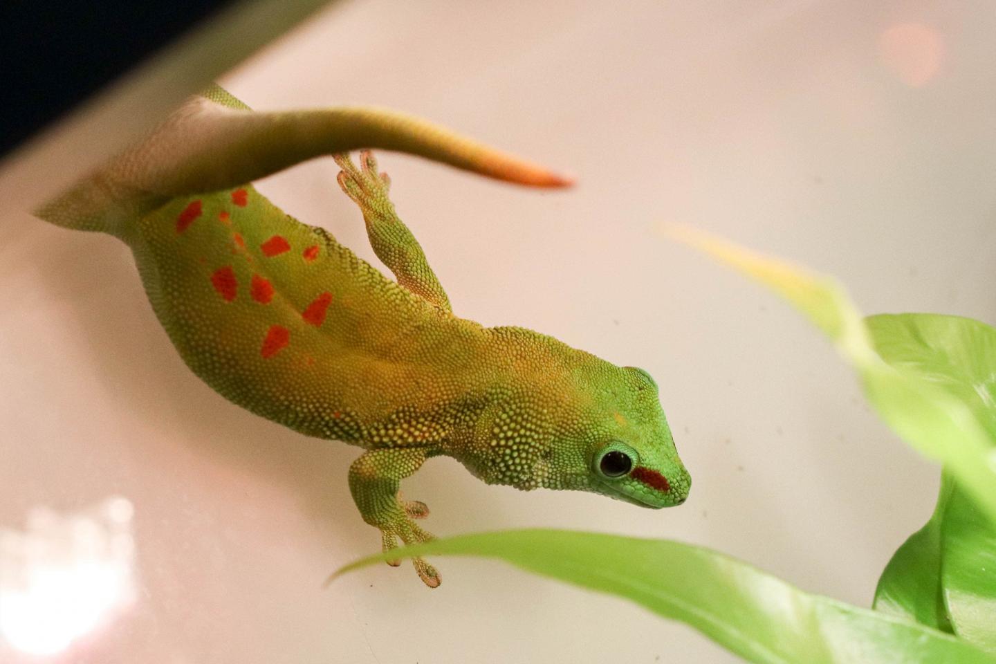 Le phelsume, un gecko diurne