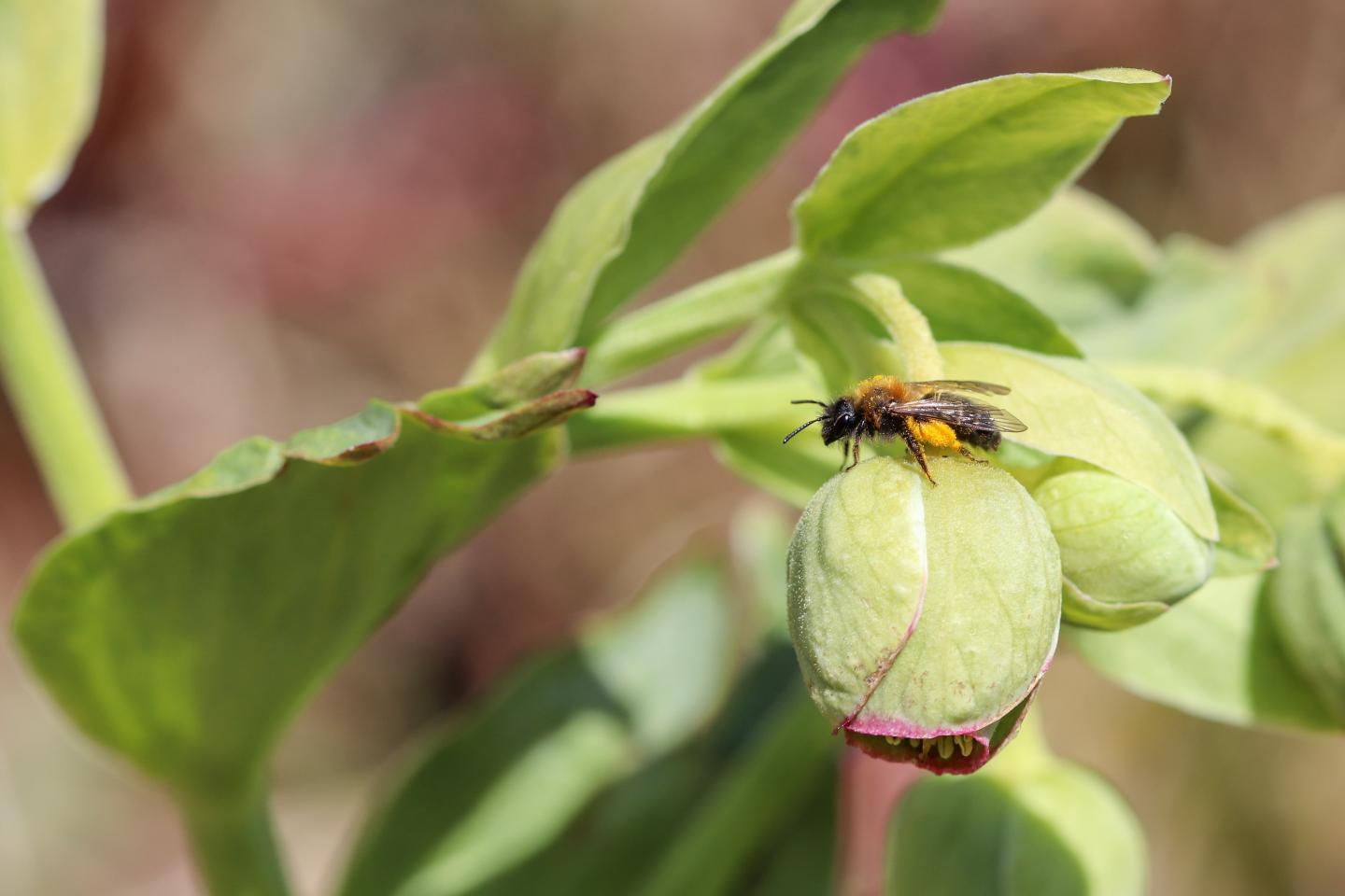 L’andrène bicolore cherche le nectar de l’hellébore au printemps