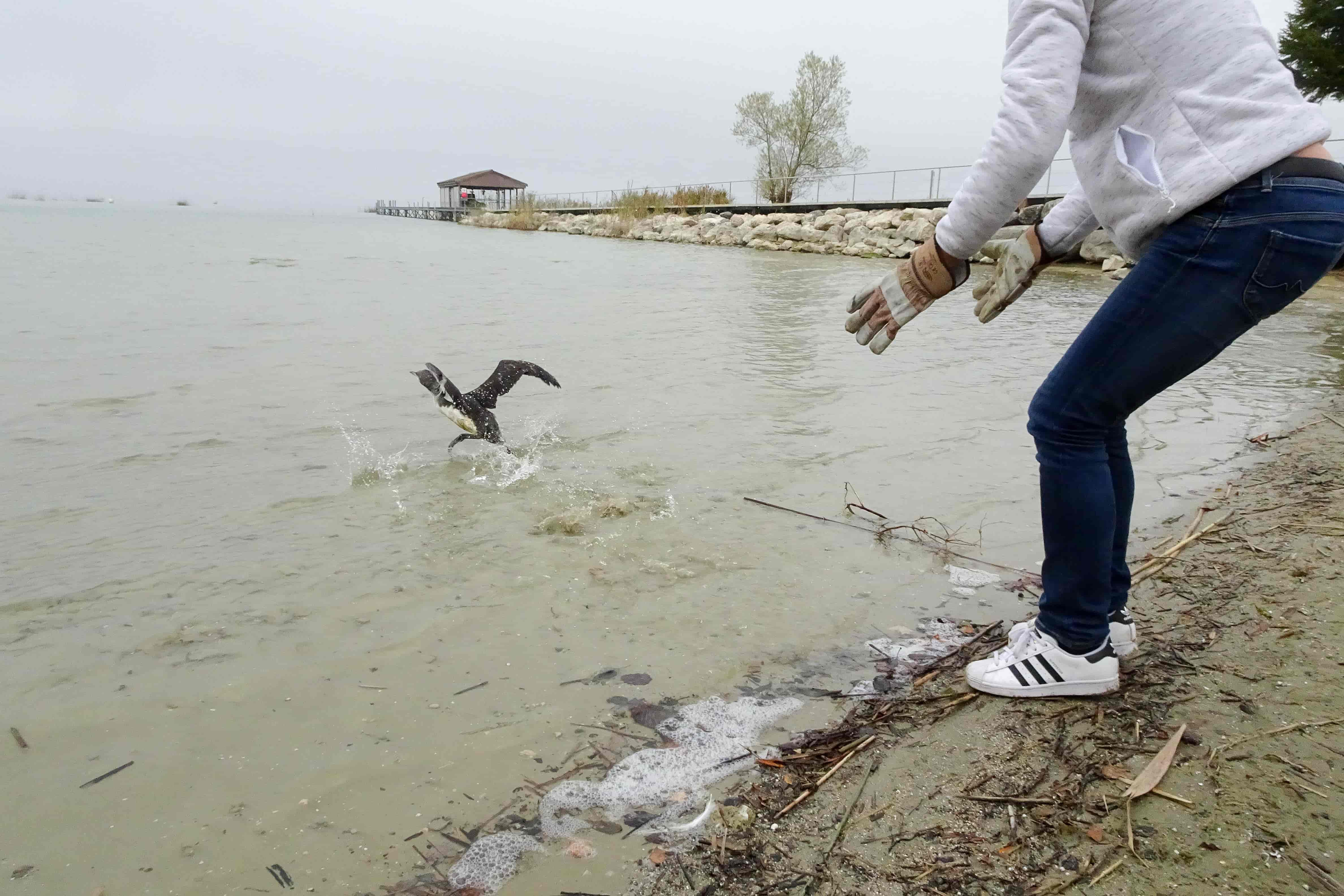 Remis de sa mésaventure, le Plongeon arctique a été relâché sur le Lac de Neuchâtel 