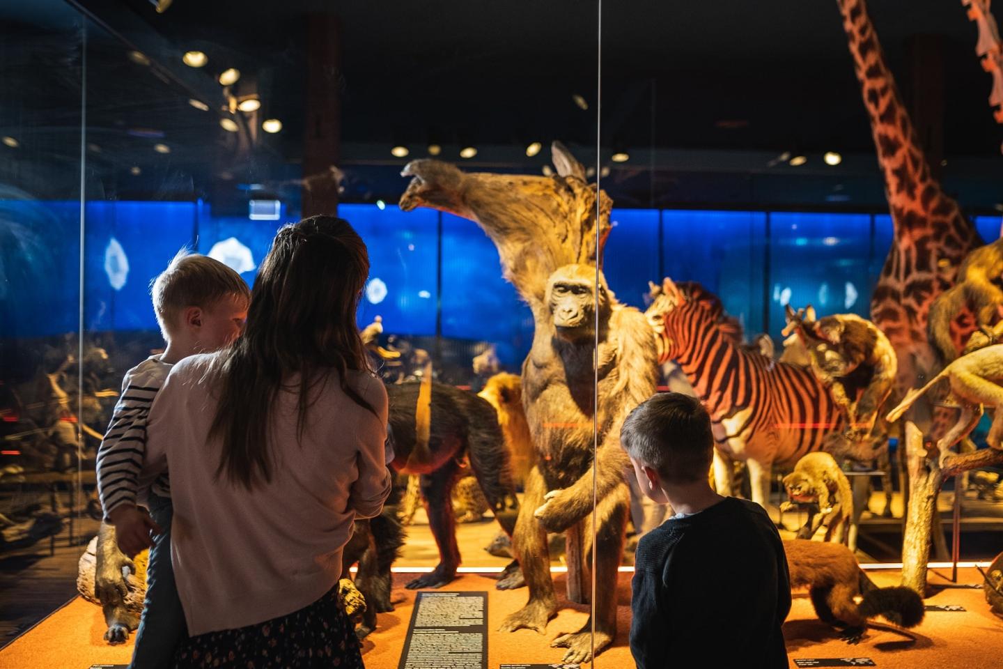 Les vertébrés du Monde - vitrine Afrique