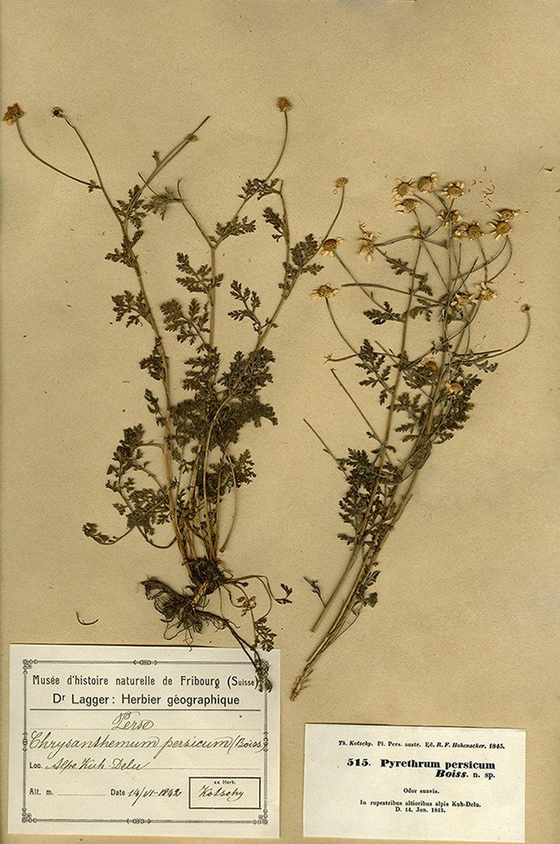 Planche d'herbier de la Collection Franz Joseph Lagger