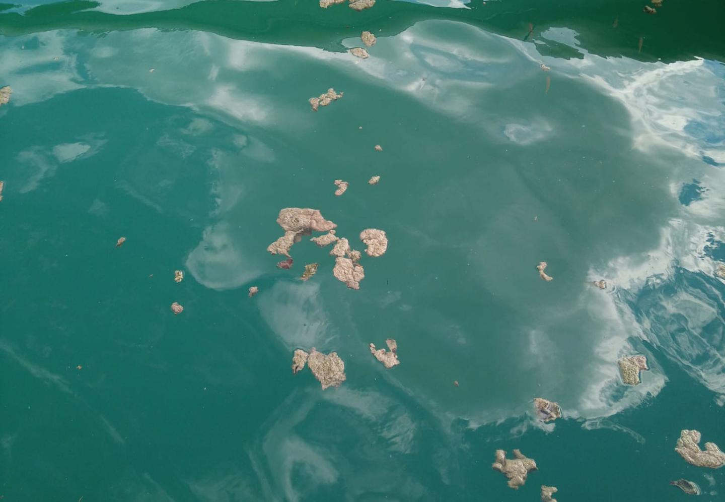Cyanobactéries, La Roche, port de la Serbache, juillet 2022