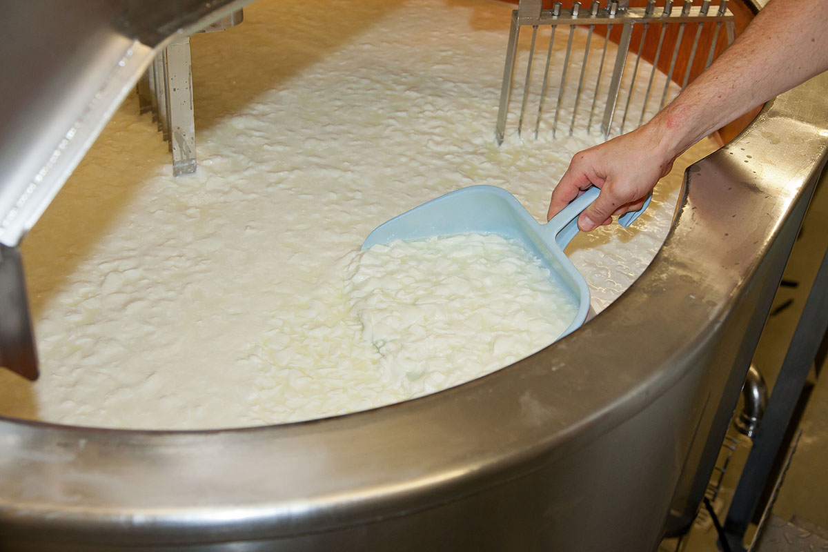 Das bild zeigt die Käseproduktion