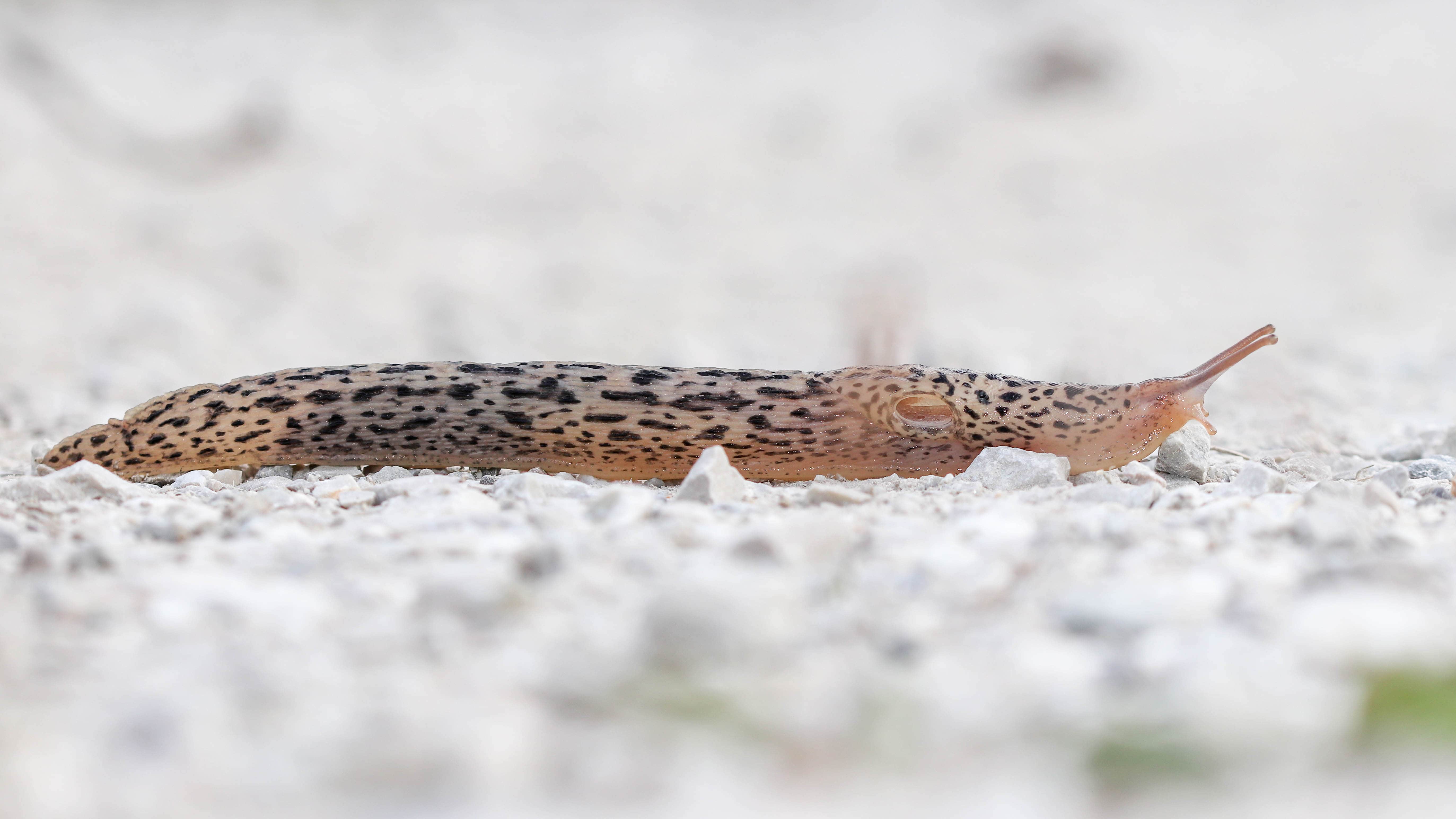 Limace léopard (Limax maximus) profile