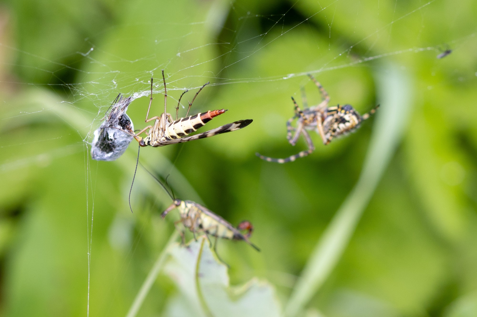 Eine weibliche Skorpionsfliege frisst die Beute einer Spinne. 