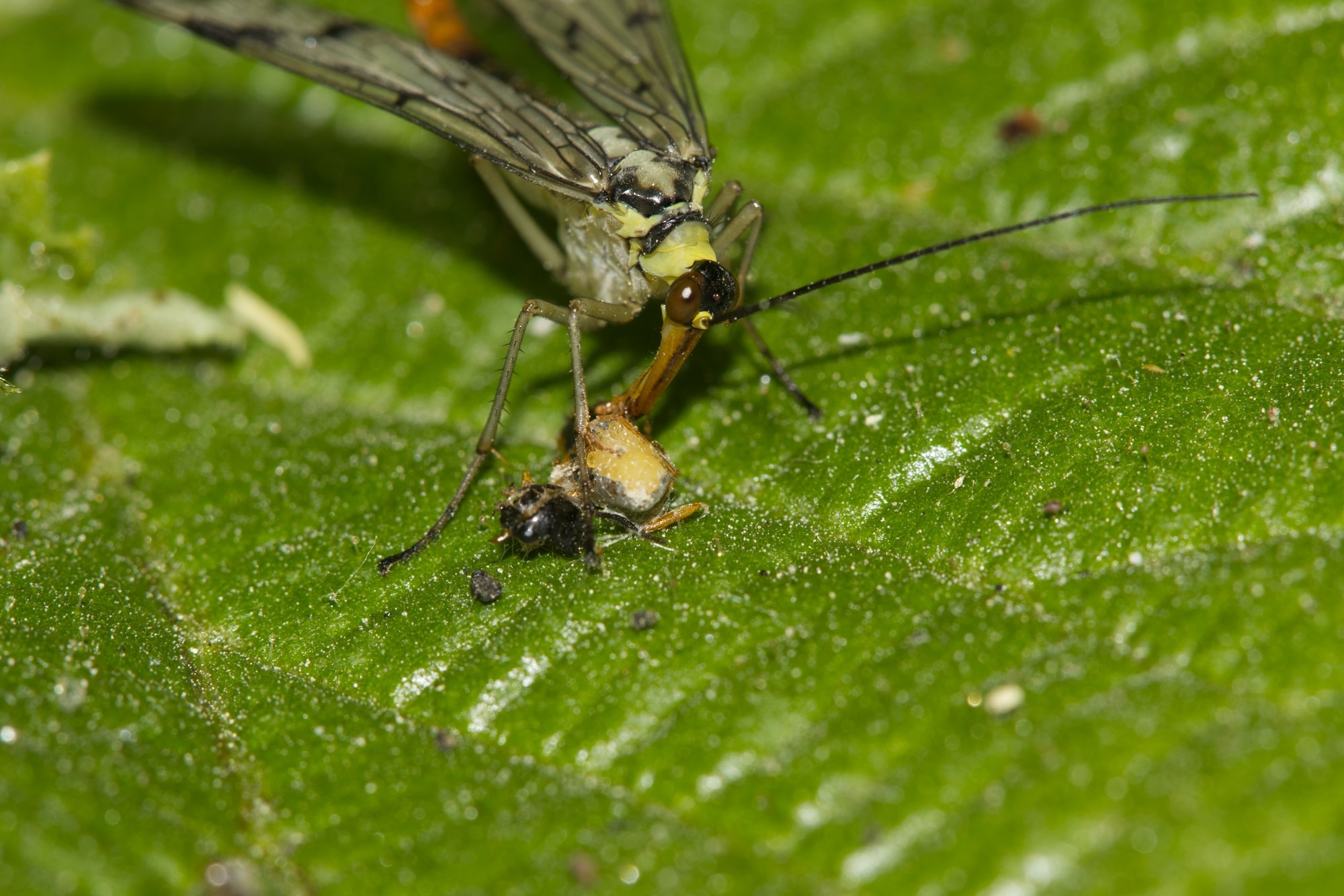 La panorpe utilise son « bec », appelé rostre, pour dévorer les fruits ou les insectes morts 