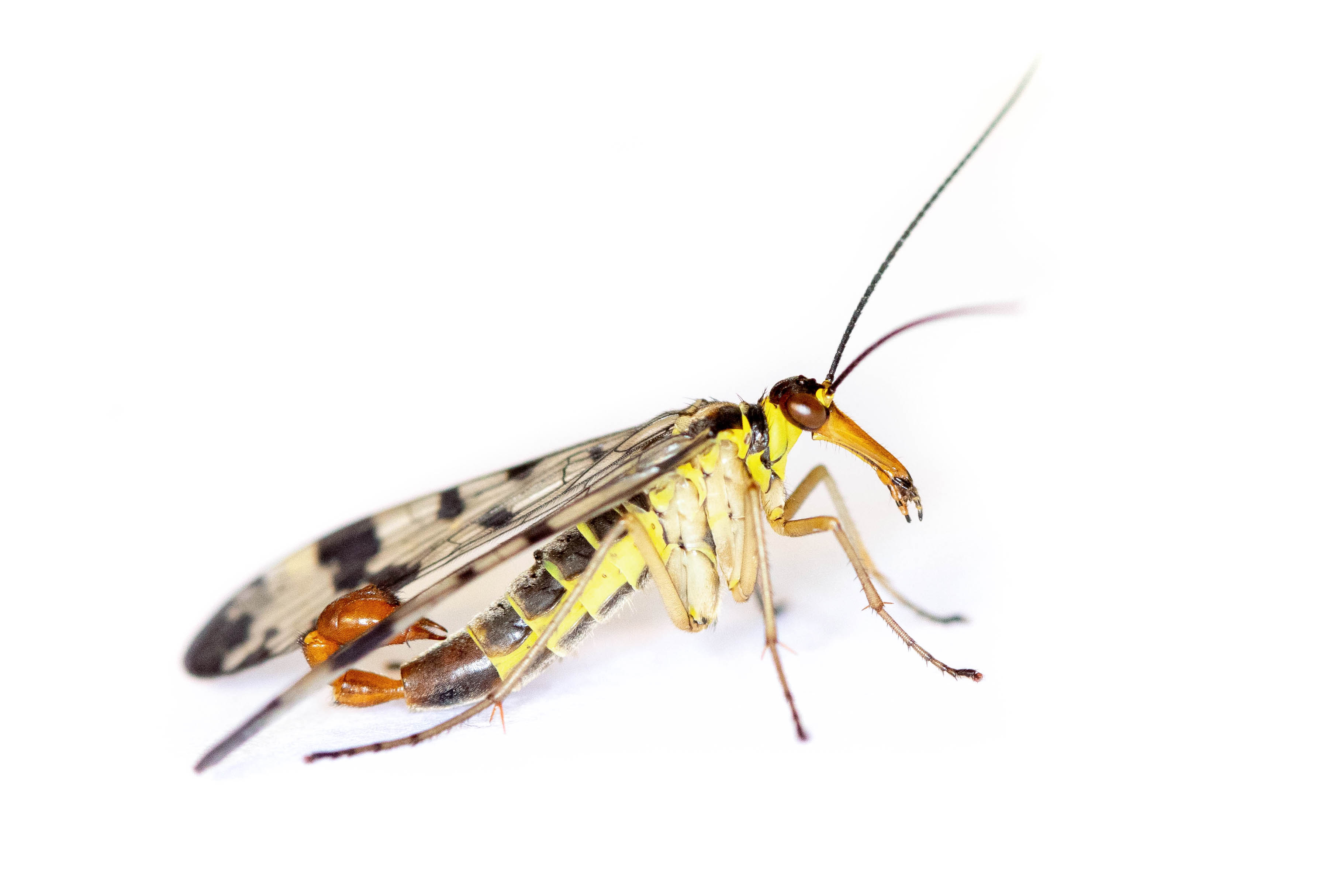 Männchen der Skorpionsfliegenart (Panorpa vulgaris)