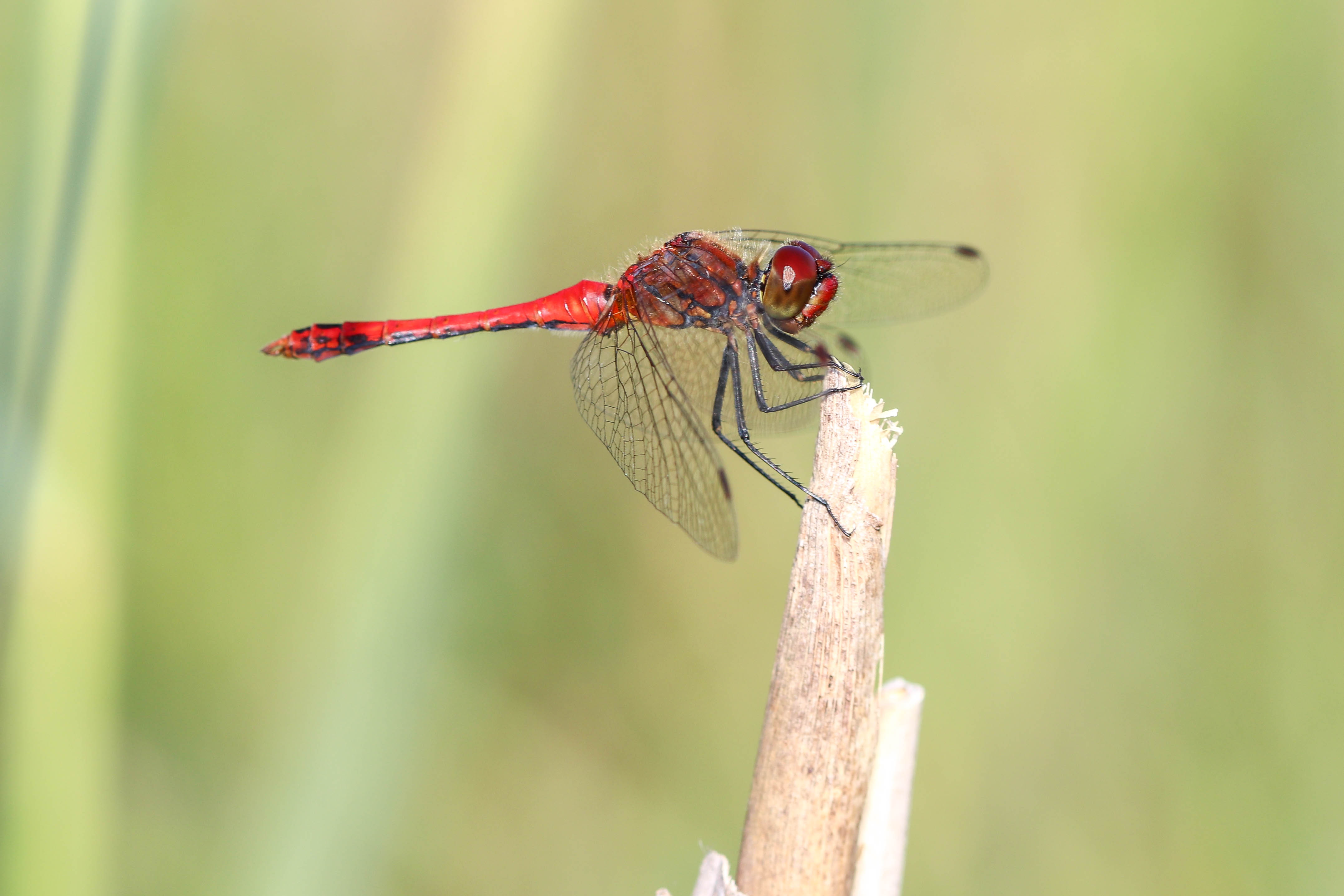 Die Blutrote Heidelibelle (Sympetrum sanguineum) ist eine Wanderart