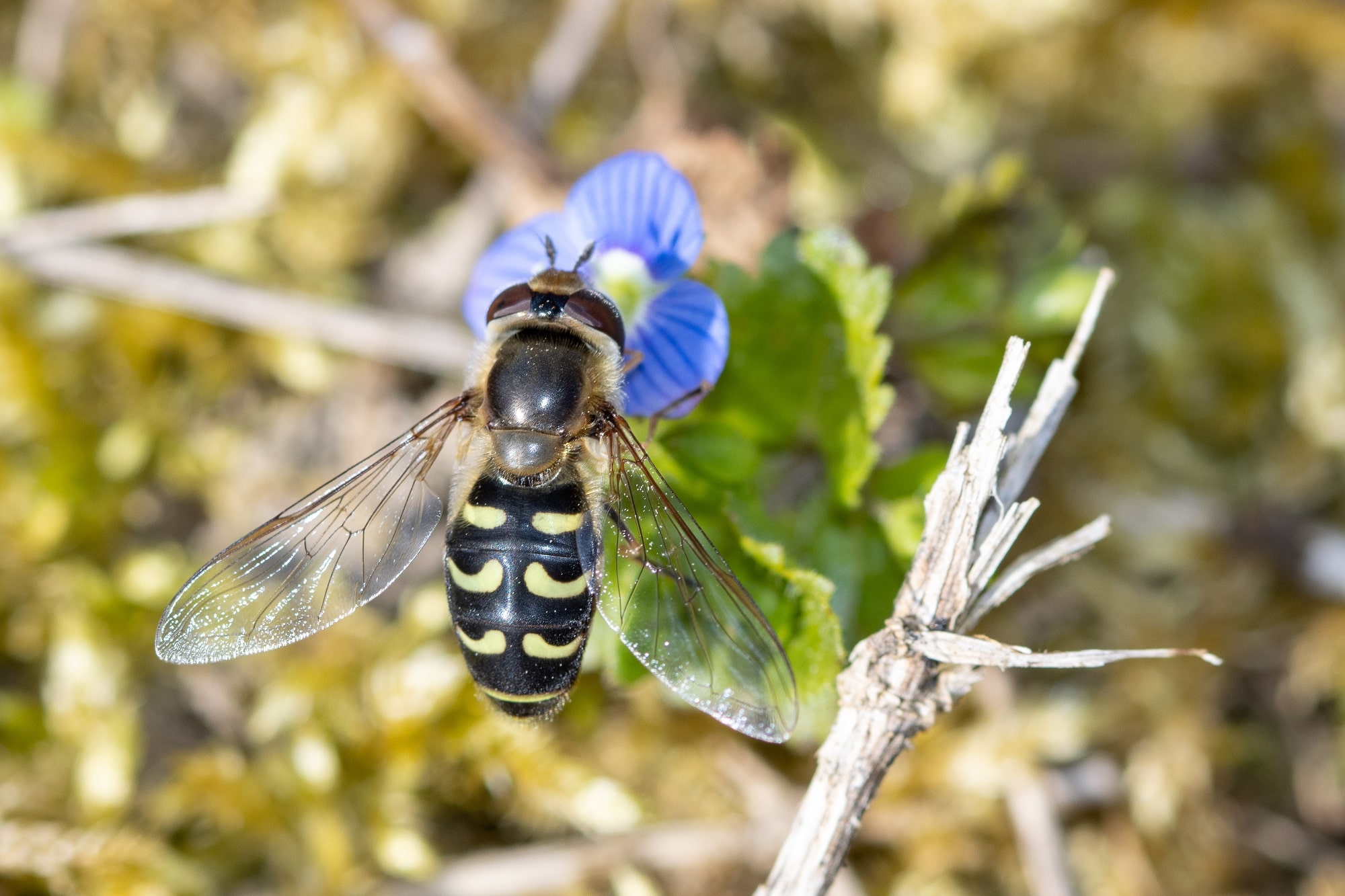 La famille des Syrphidés comprend beaucoup d’espèces migratrices comme ce Scaeva selenitica 