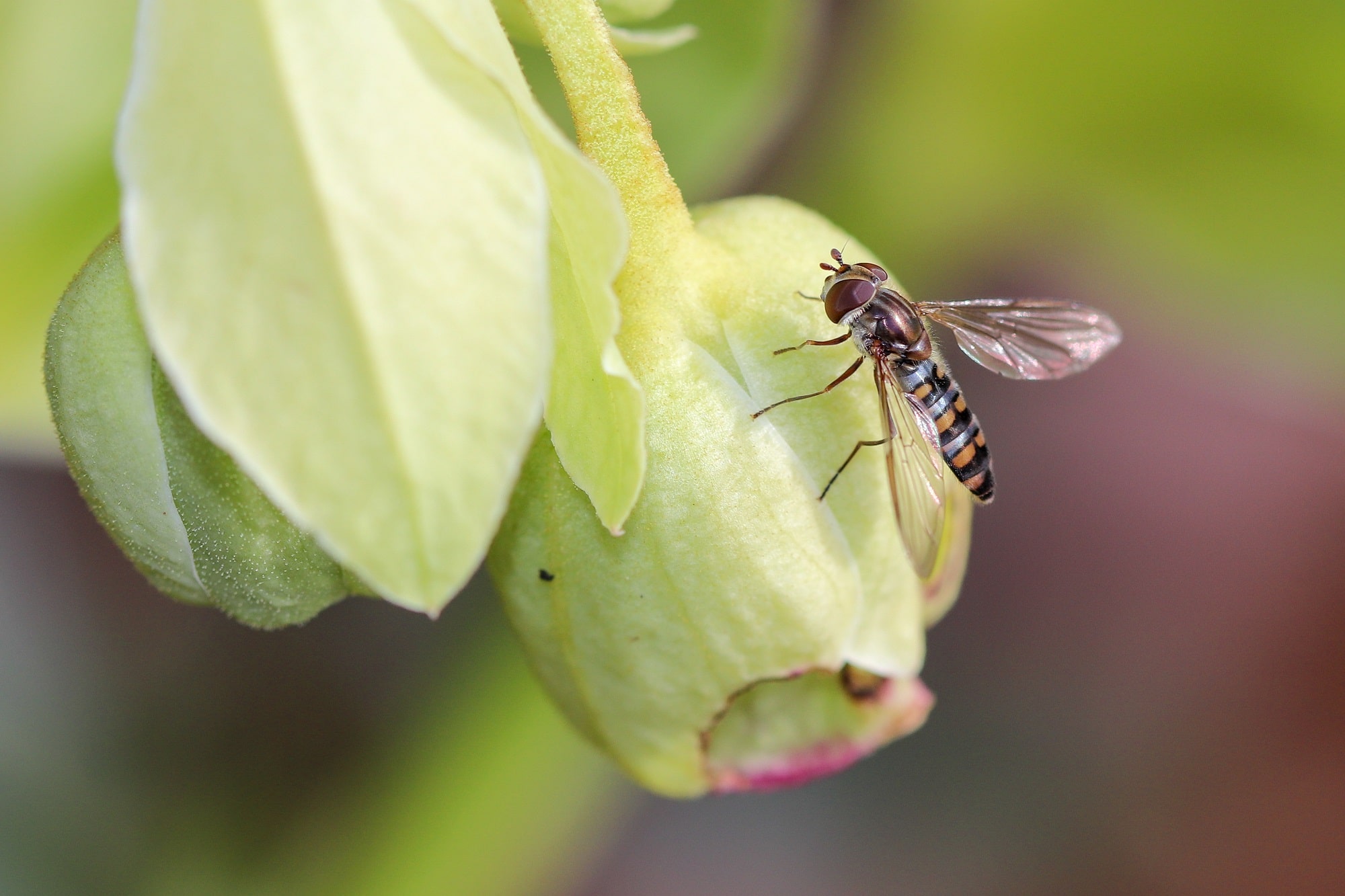Le Syrphe ceinturé (Episyrphus balteatus) est une mouche migratrice qui parcoure de grandes distances 