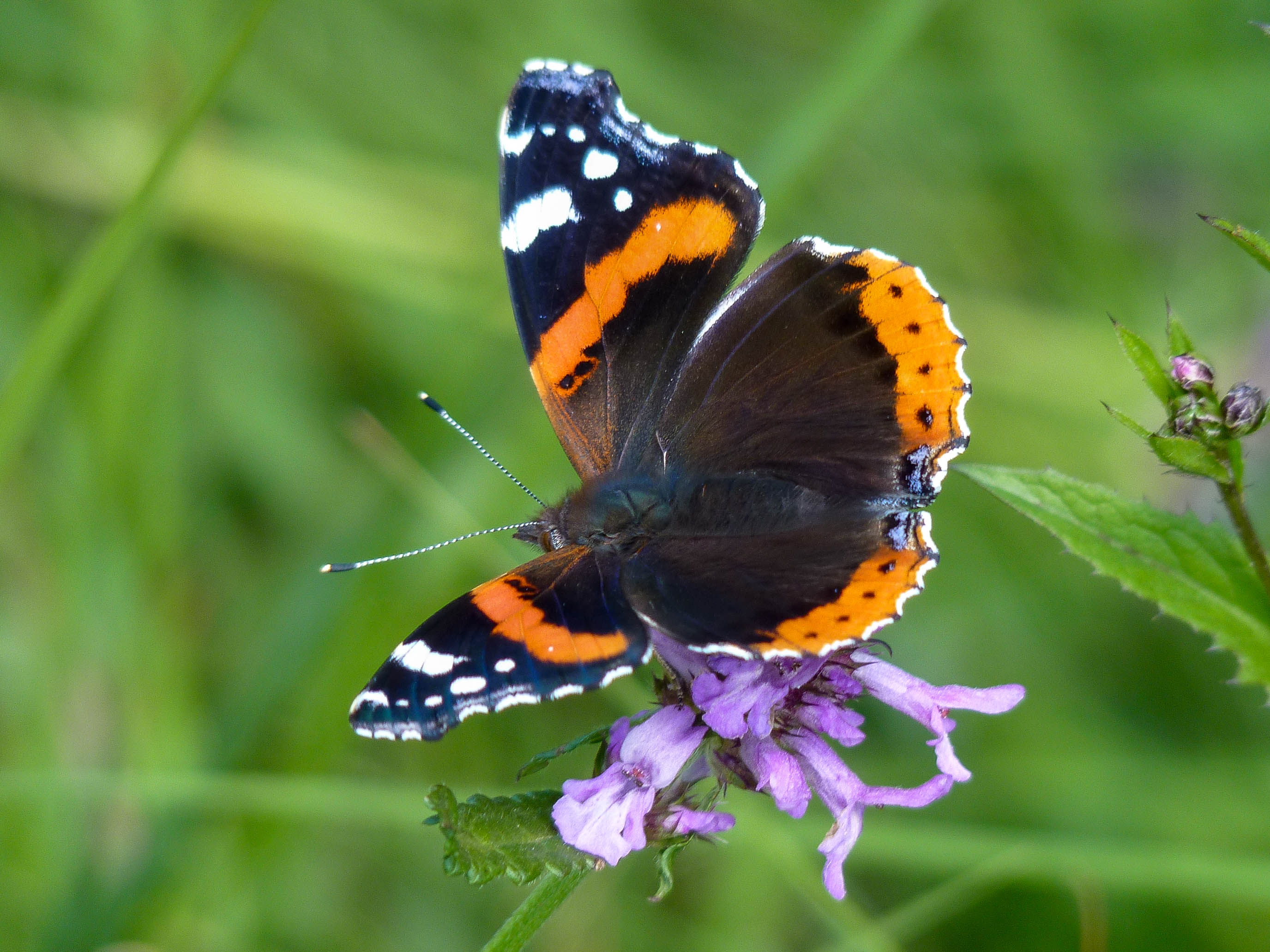 Verschiedene Schmetterlingsarten verbringen den Winter im Süden, so zum Beispiel der Admiral (Vanessa atalanta)
