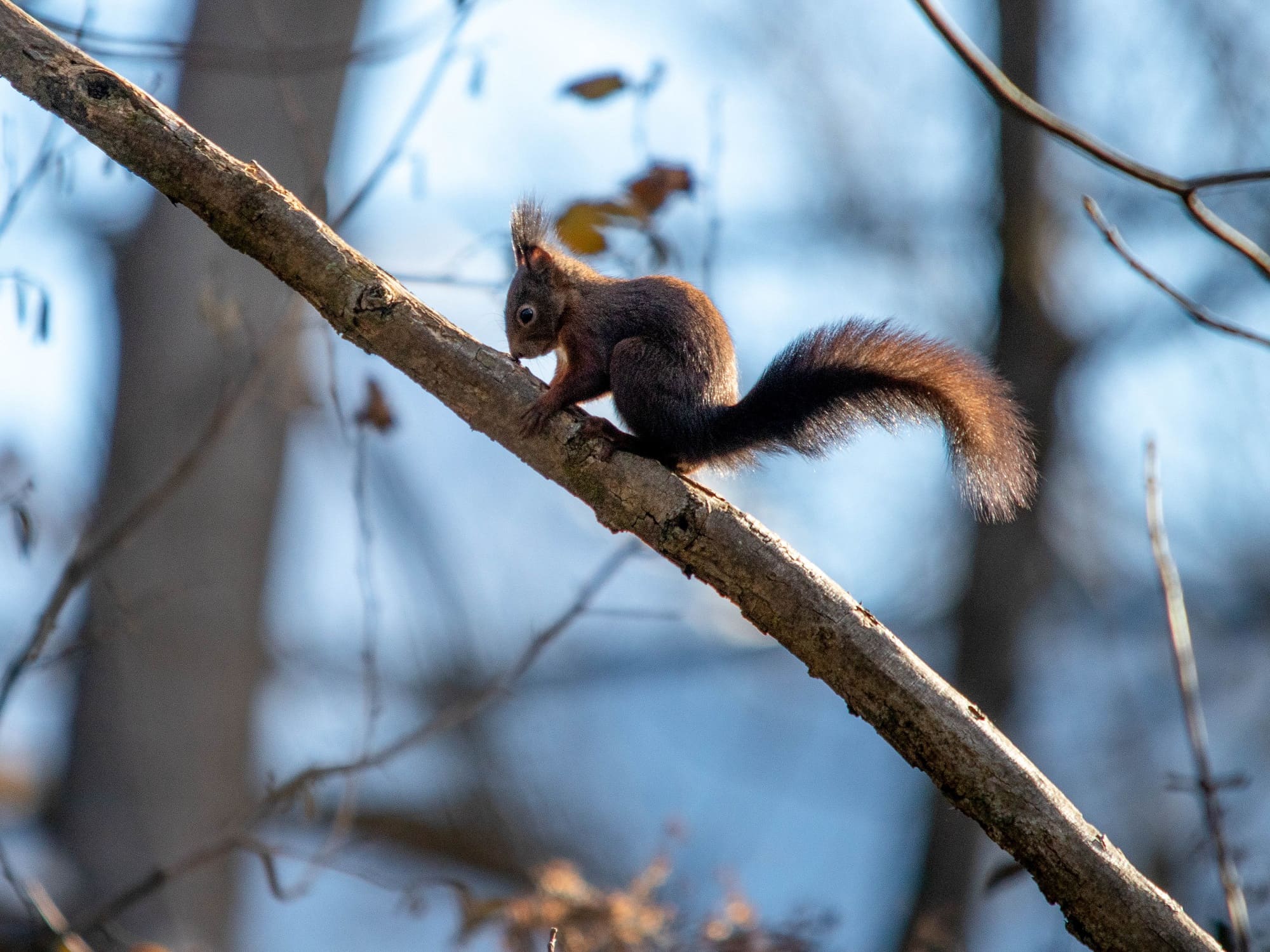 Ein Eichhörnchen beim morgendlichen Sonnenbad 