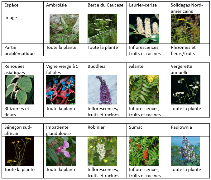 Néophytes envahissantes les plus répandues dans le canton de Fribourg