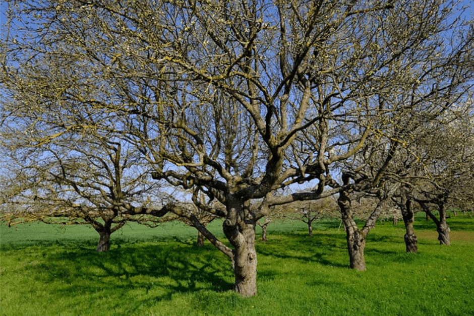 Hochstamm- Obstbäume