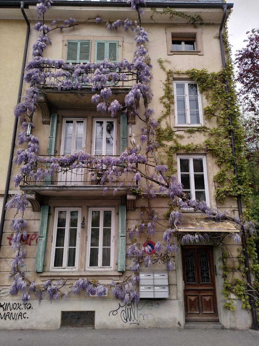 Fassadenbegrünung von Wohnbau