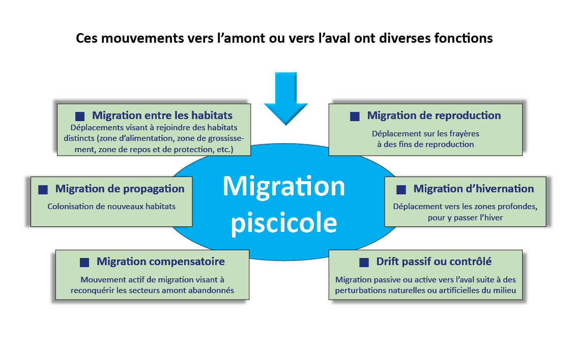Schéma présentant les fonctions des mouvements vers l'amont ou vers l'aval des poissons