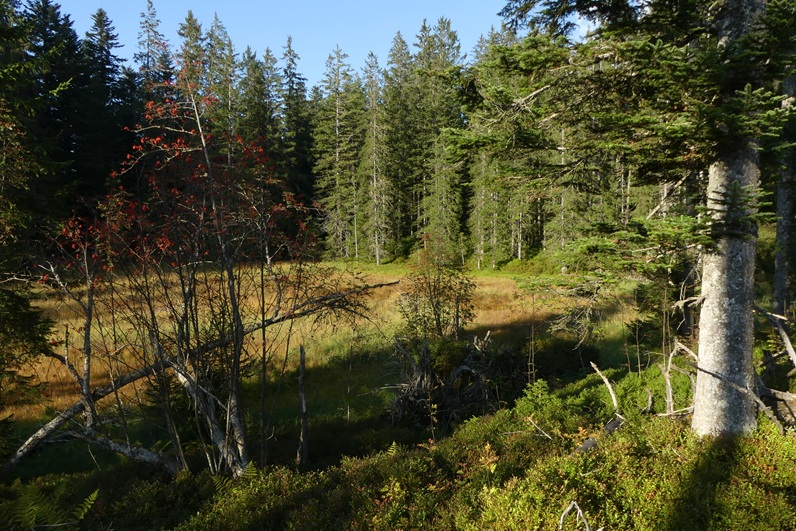 Les tourbières offrent des conditions très pauvres en nutriments ce qui a poussé certaines plantes qui y sont inféodées à devenir carnivores.