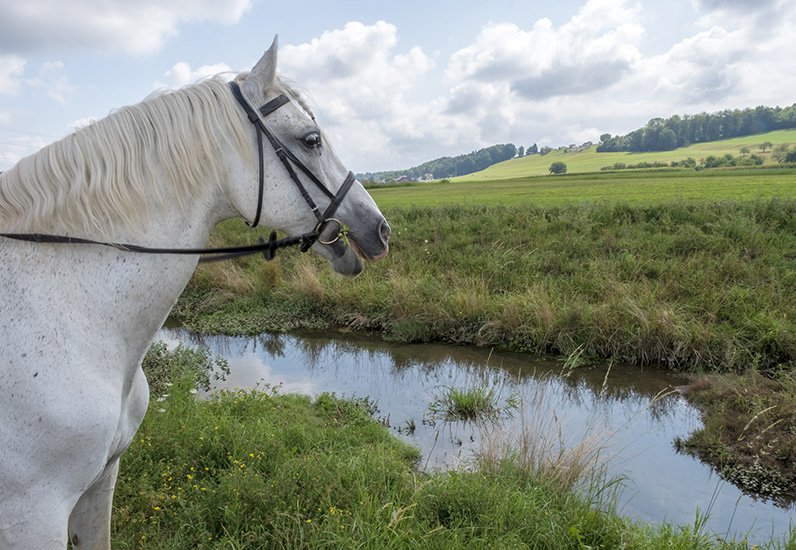 Un cheval au bord du Palon, 2018