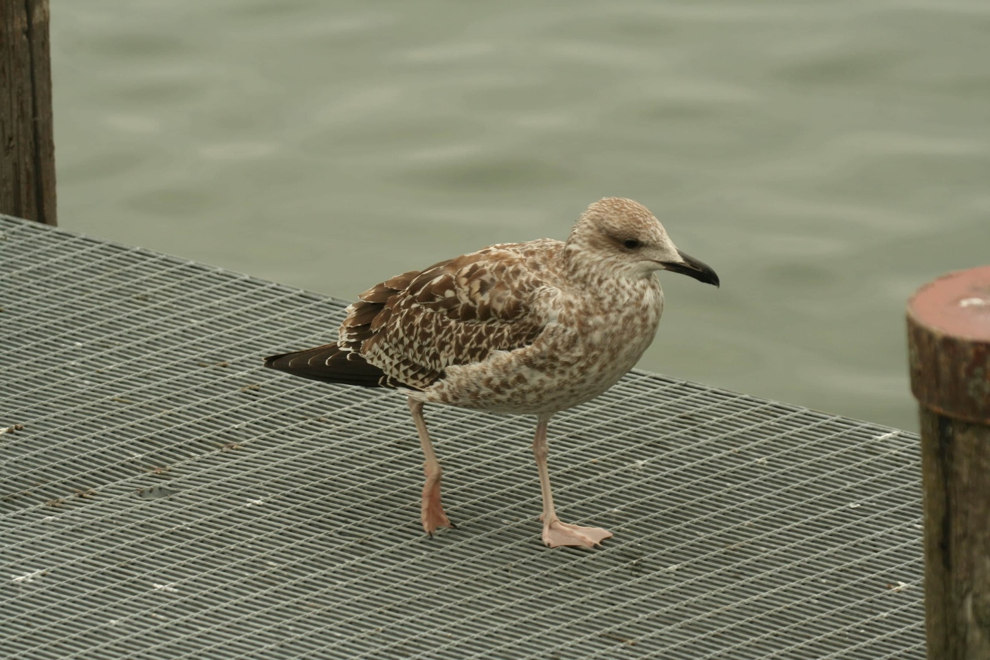 Jungvögel der Mittelmeermöwe