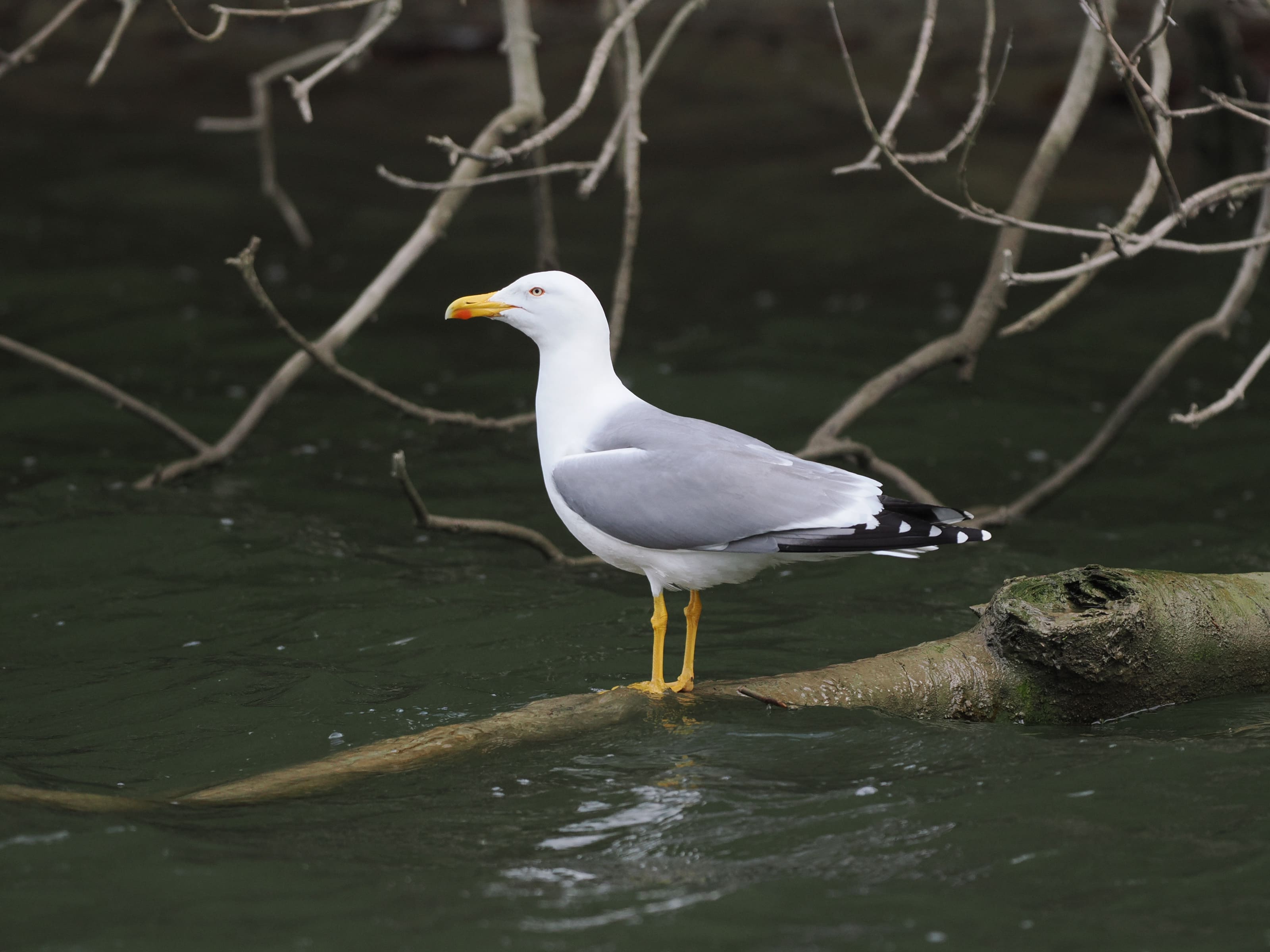 Mittelmeermöwe