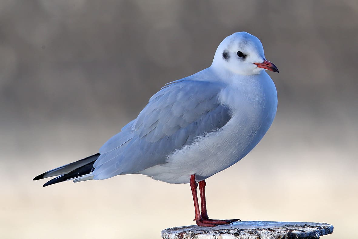 Lachmöwe im Winter