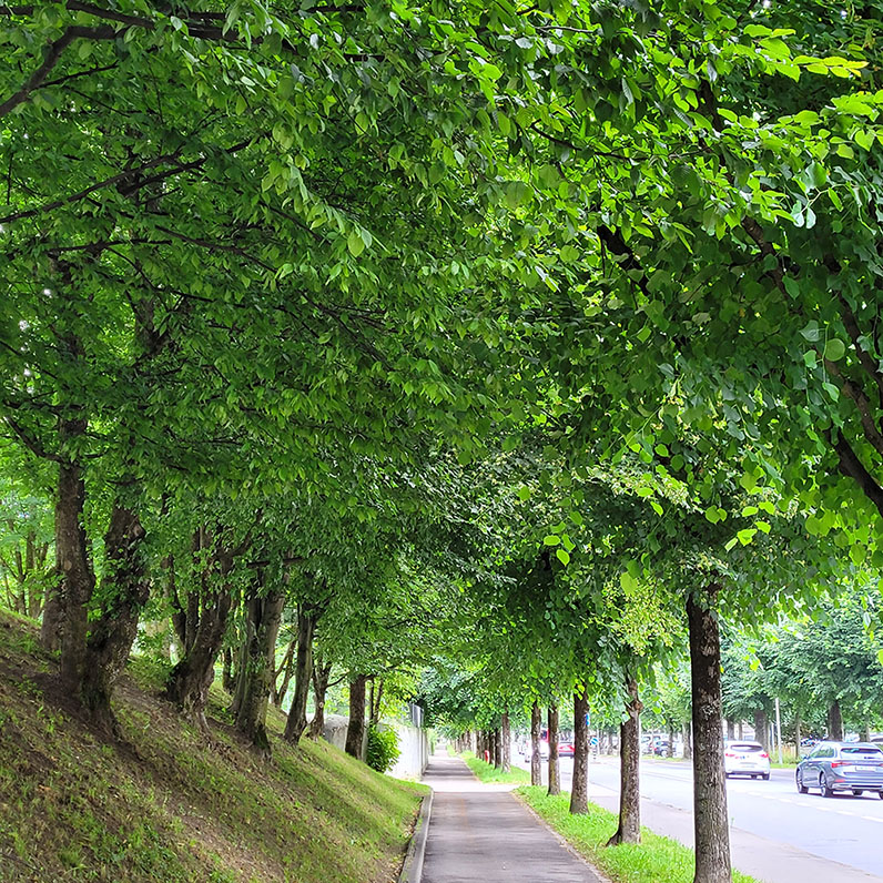 Jurastrasse in Freiburg