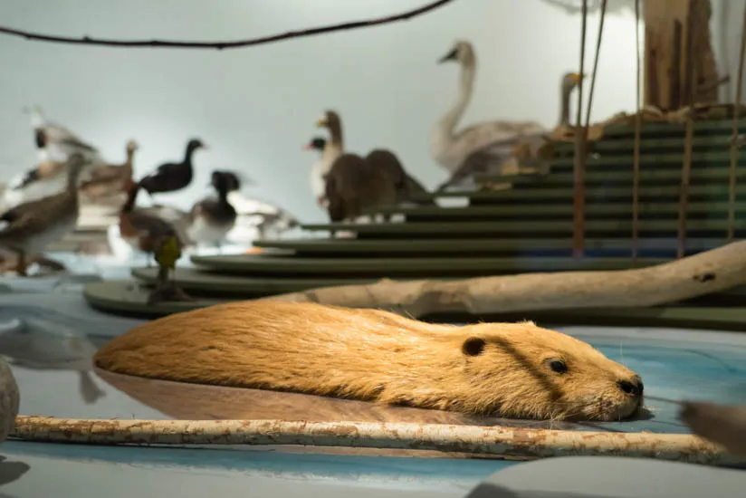 Faune régionale - Vitrine Lac