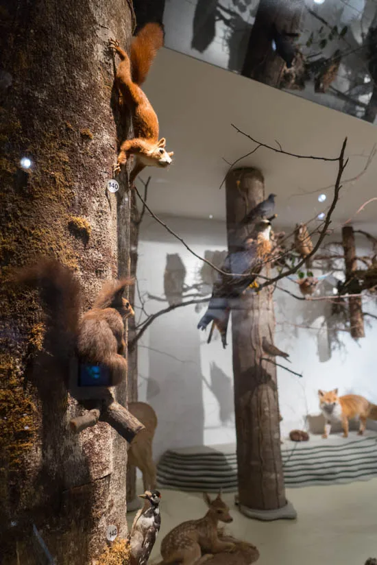 Faune régionale - Vitrine Plateau