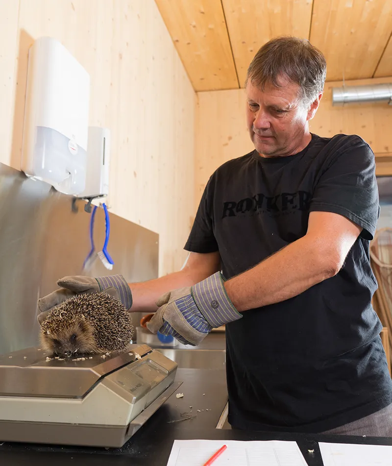 Tierpfleger des NHMF mit Igel