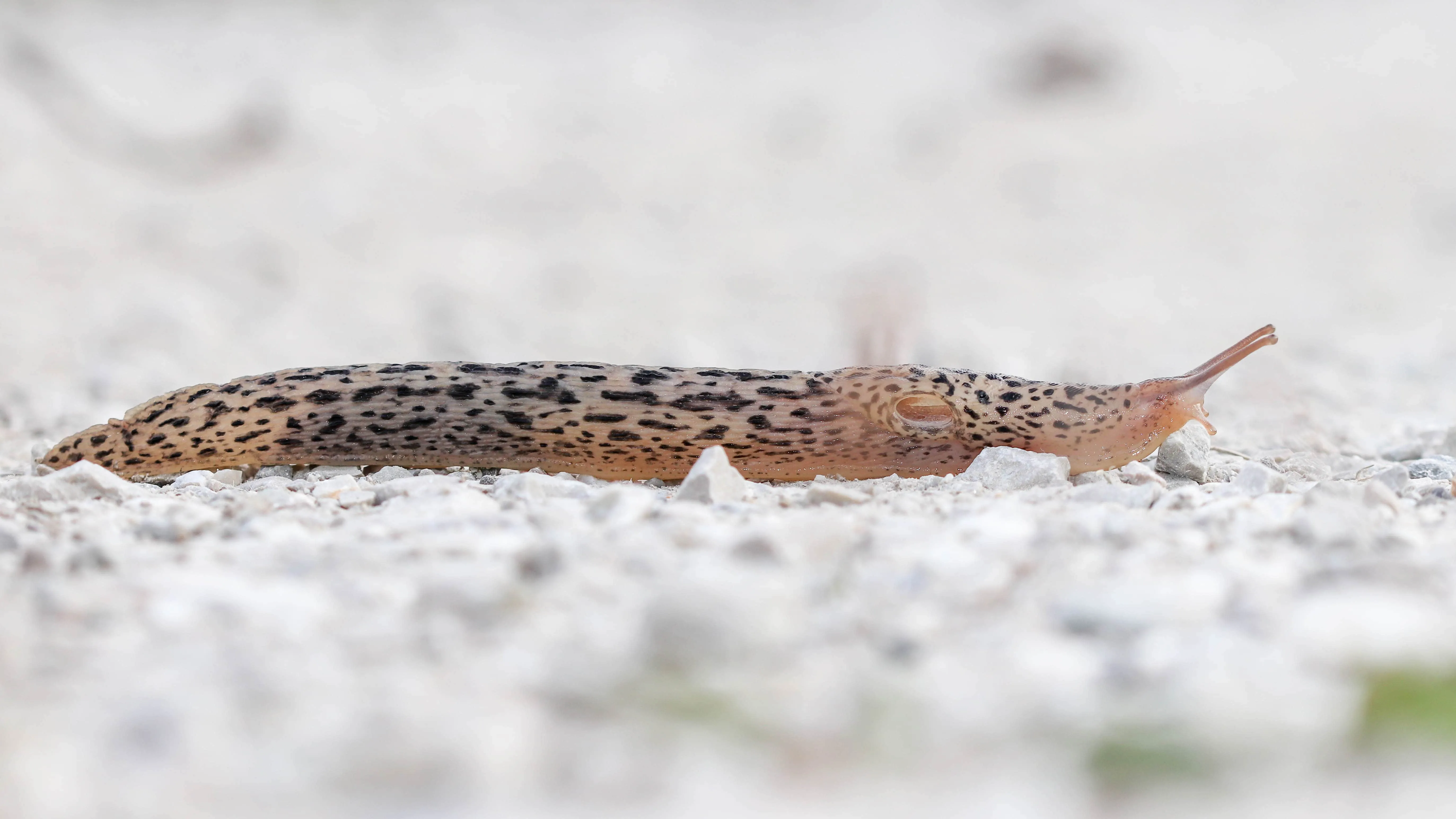 Limace léopard (Limax maximus)