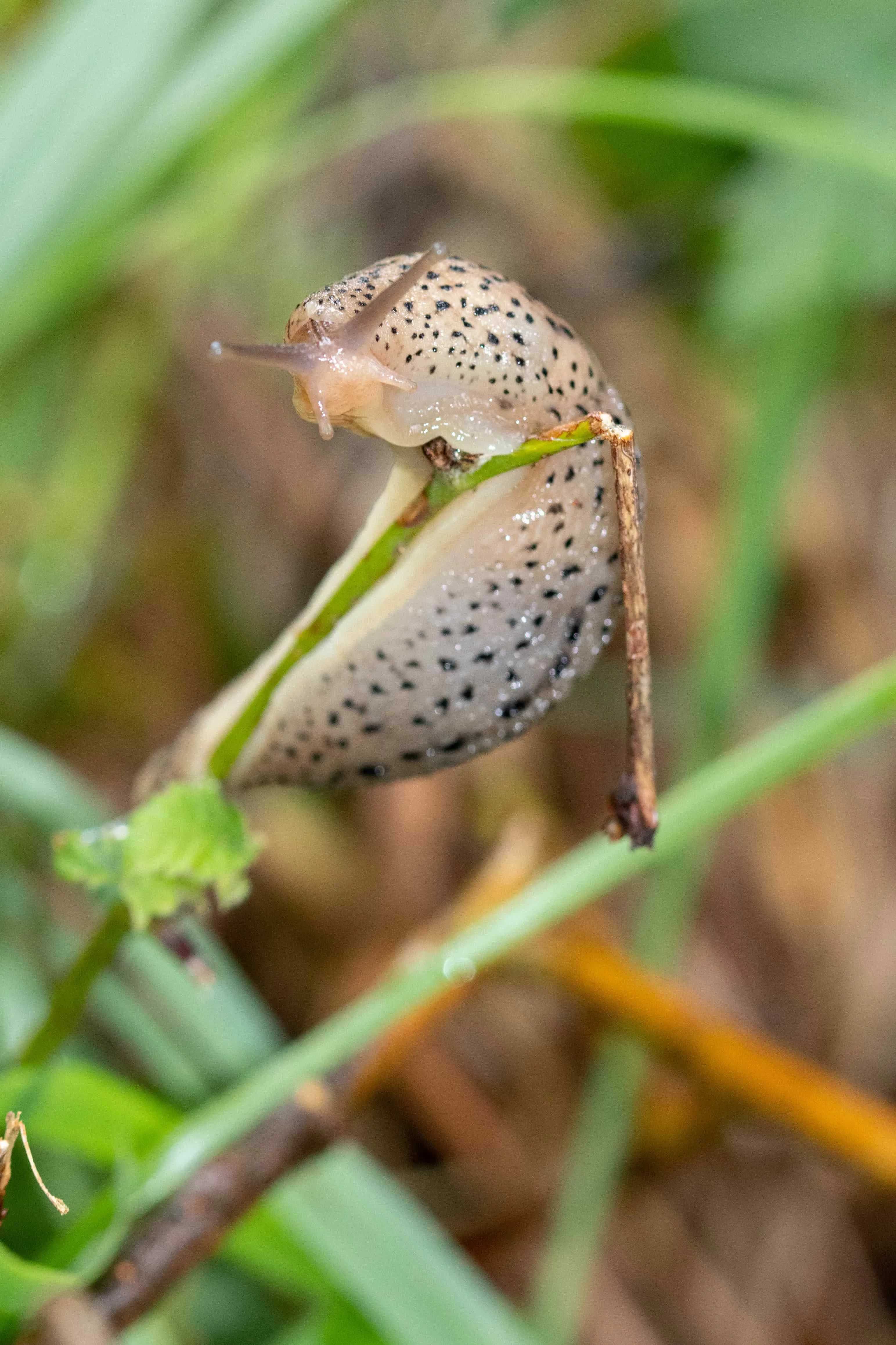 Limace léopard (Limax maximus)