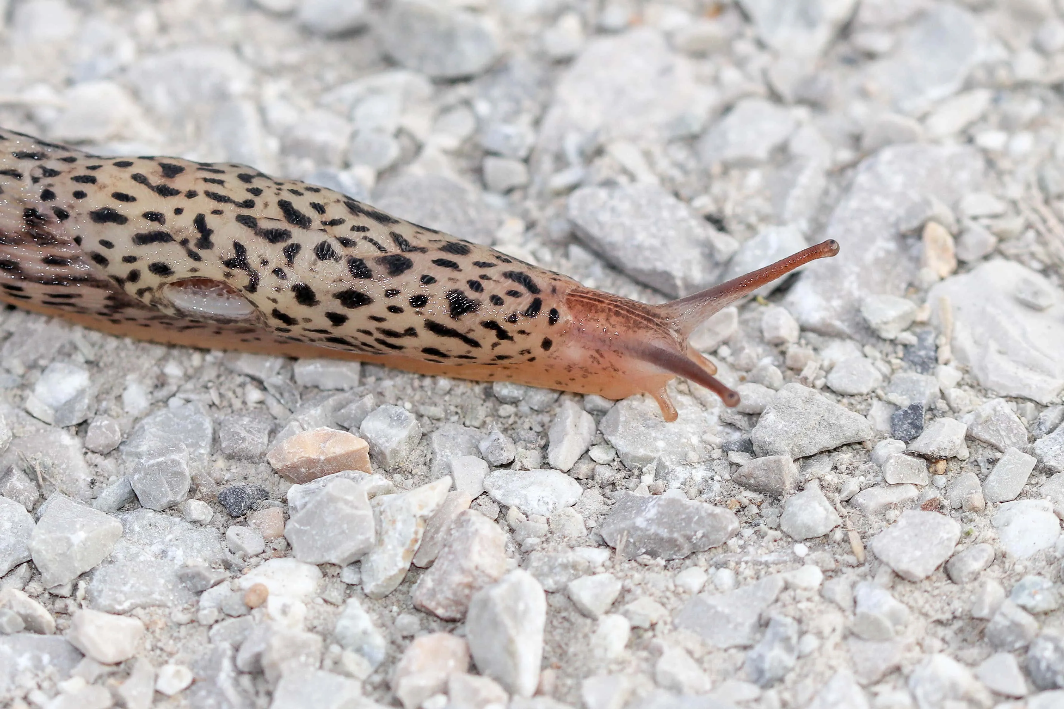 Limace léopard (Limax maximus)