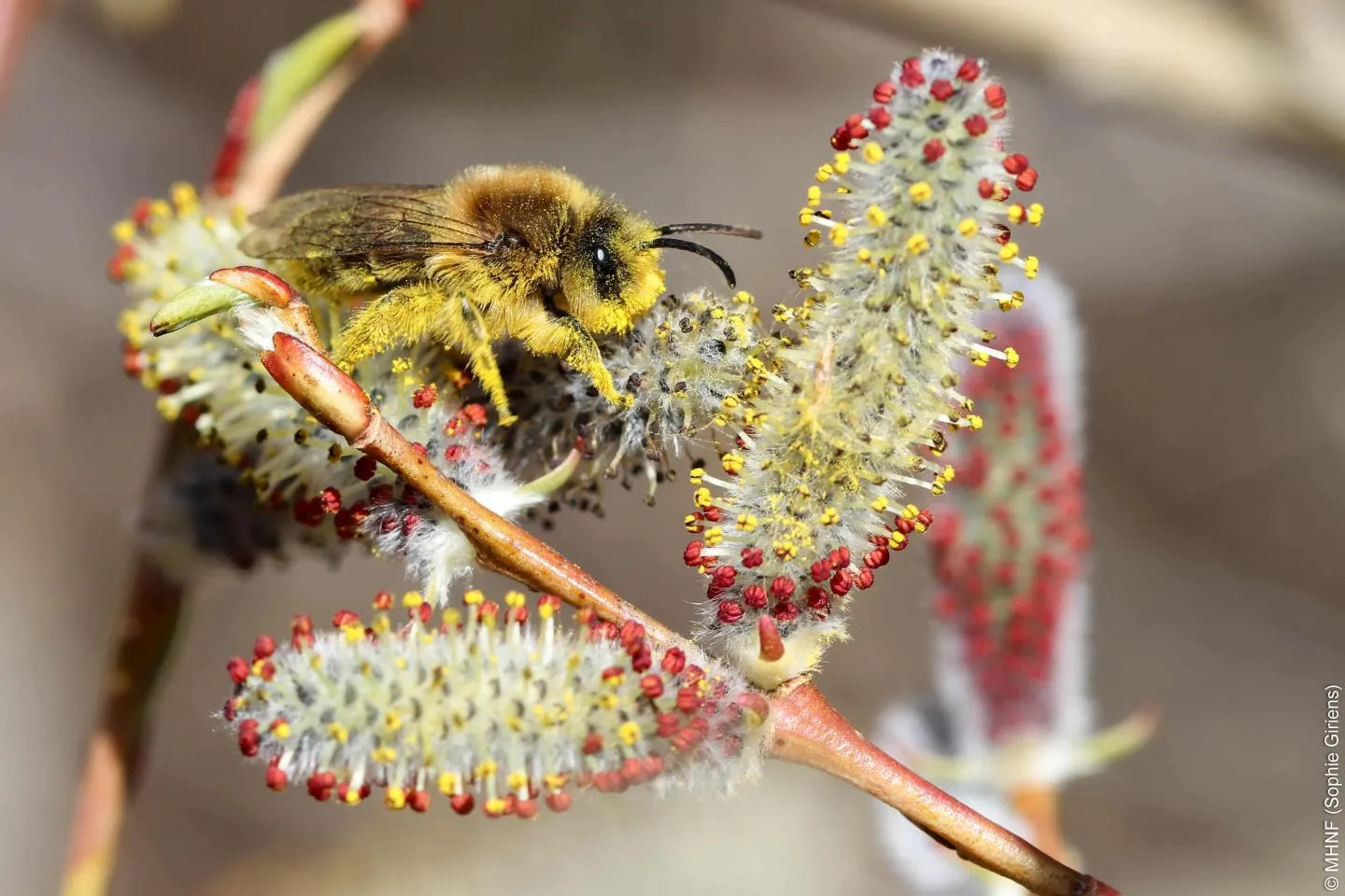 Colletes cunicularius
