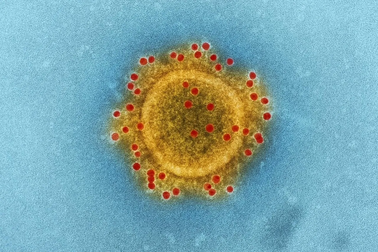 Maladies infectieuses