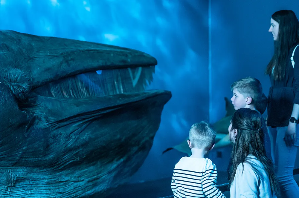 Echter präparierter Seiwal