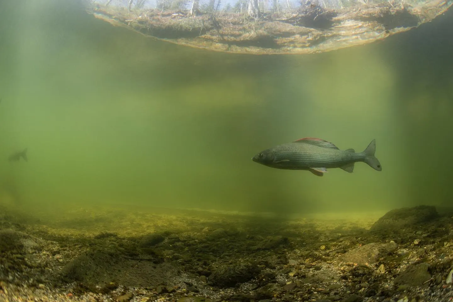 Ombre nageant dans la Glâne
